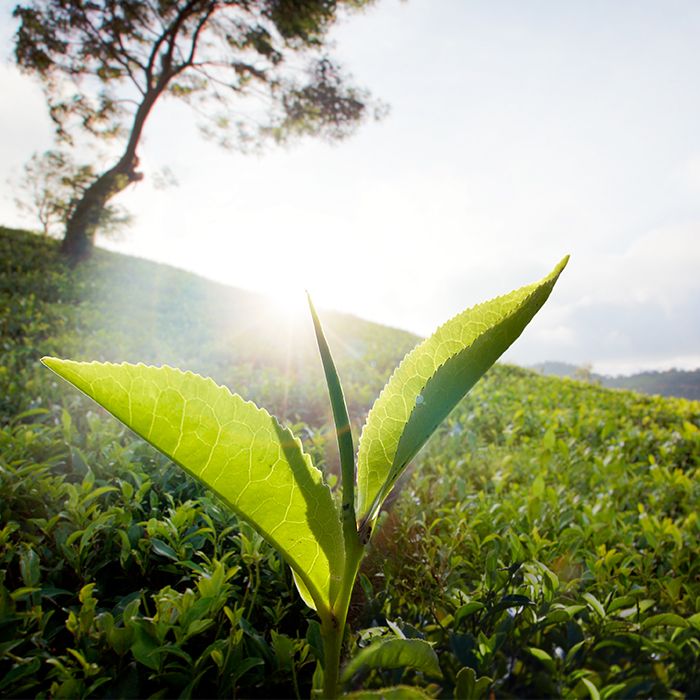 Frisches Teeblatt im Morgenlicht auf einer üppig grünen Plantage