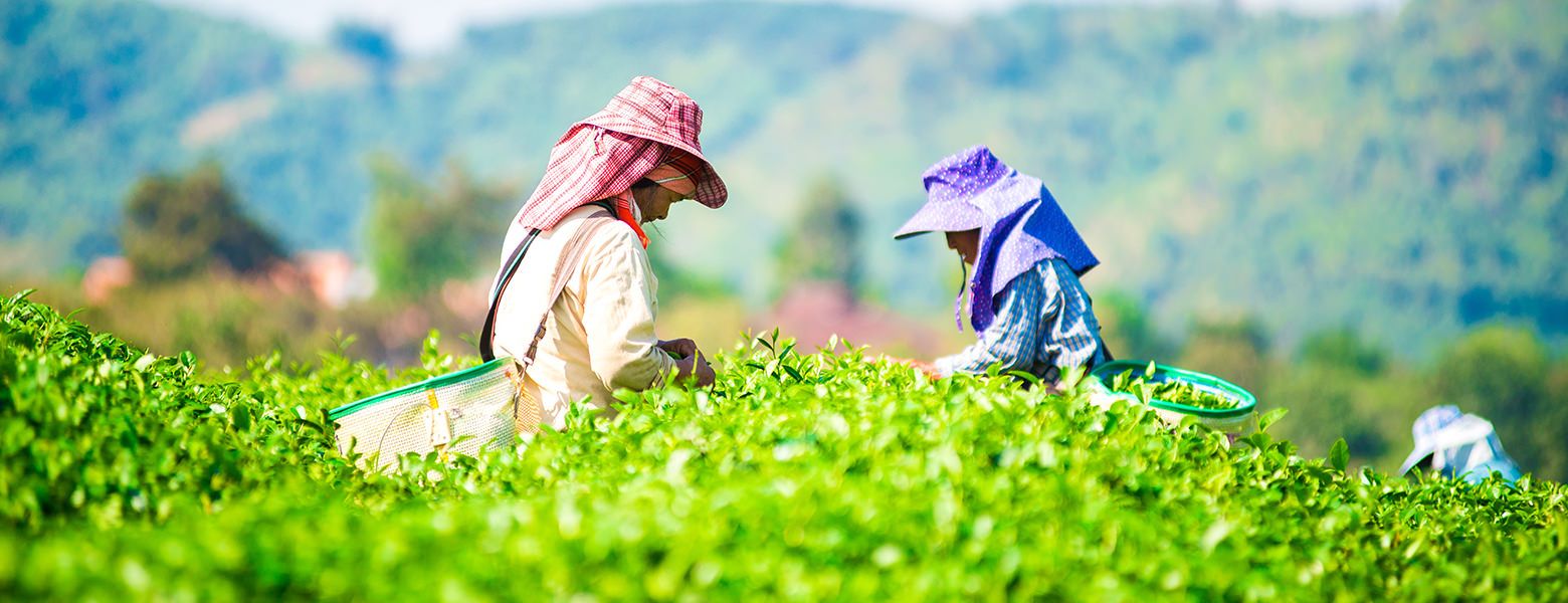 Zwei Arbeiterinnen pflücken Teeblätter auf einer üppig grünen Plantage.