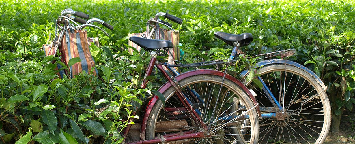 Zwei alte Fahrräder mit bunten Taschen stehen zwischen dichten grünen Teepflanzen auf einer Plantage