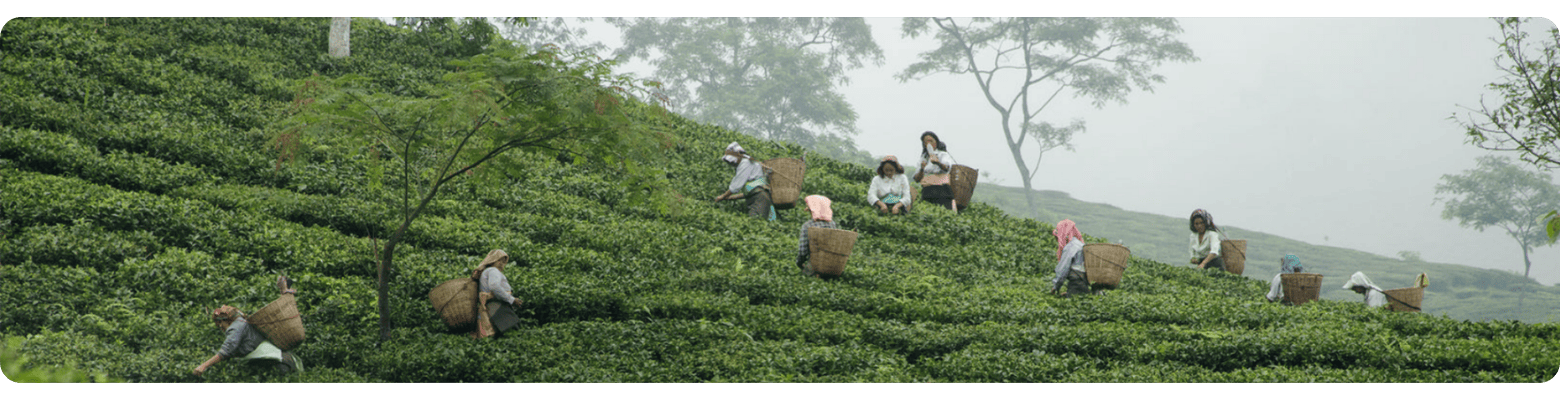Tea pickers carrying baskets are working on a green, undulating tea plantation.